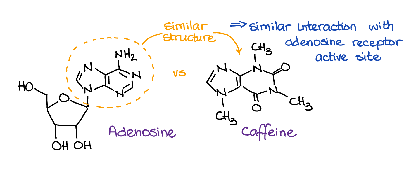 caffeine vs adenosine